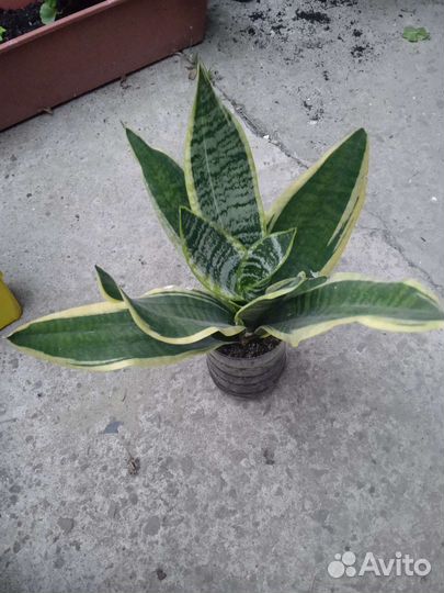 Сортовые сансевиерии