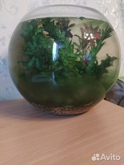 Аквариум с грунтом и искус растениями шар 15л