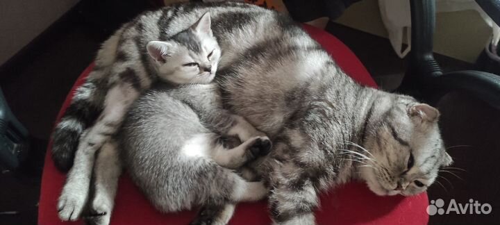 Шотландская кошечка