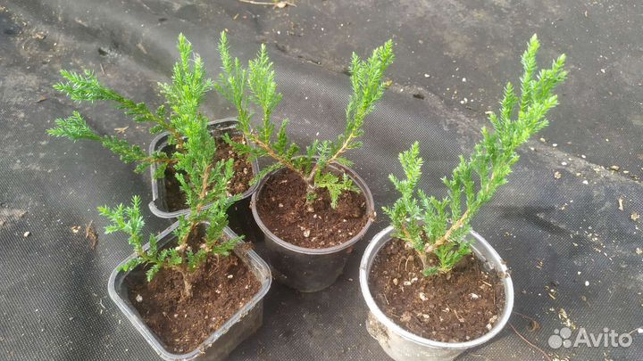 Можжевельник принц Уэльский