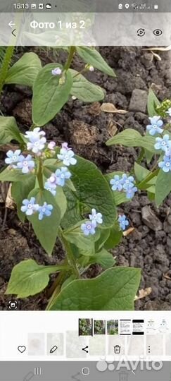 Лук декоративный