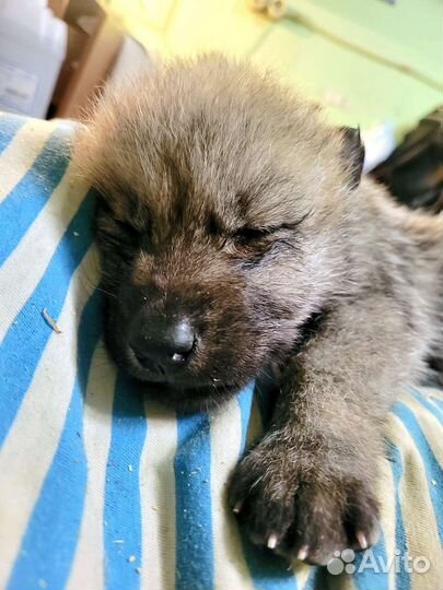 Огромные волкособы в арктическом типе