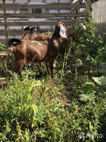 Яйцо, молоко козье, мясо домашнего бройлера