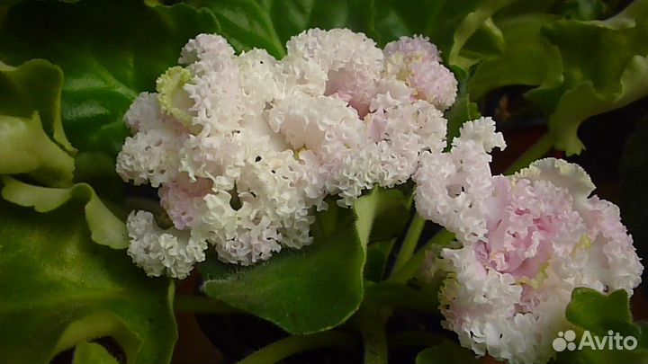 Фиалки сортовые