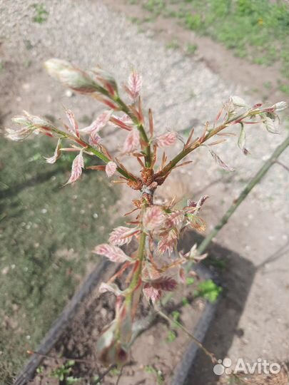 Дуб Краснолистный