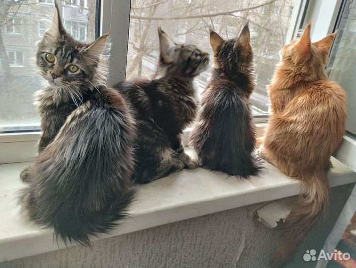 Котята мейн-кун