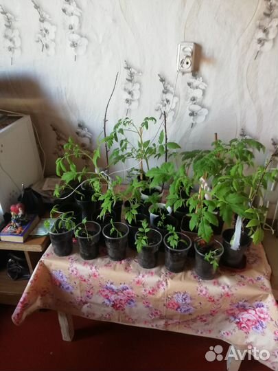 Рассада помидор