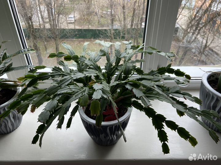 Декабрист / Шлюмбергера (белый, 3 года)