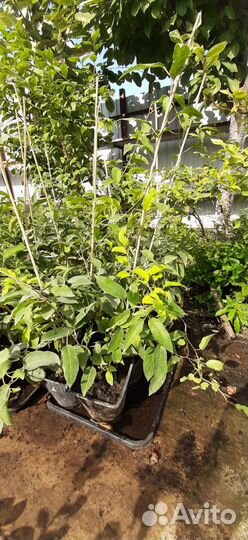 Саженцы актинидии