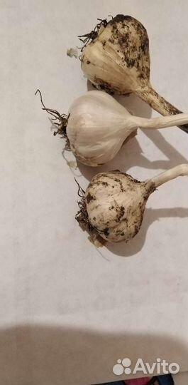 Чеснок яровой, бульбочки и саженцы оз чеснок