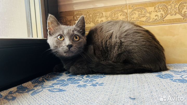 Котенок(котик)