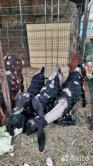 Козел камори