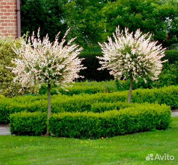 Ива Хакуро Нишики