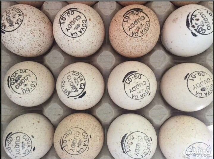 Инкуб яйцо Кобб Росс