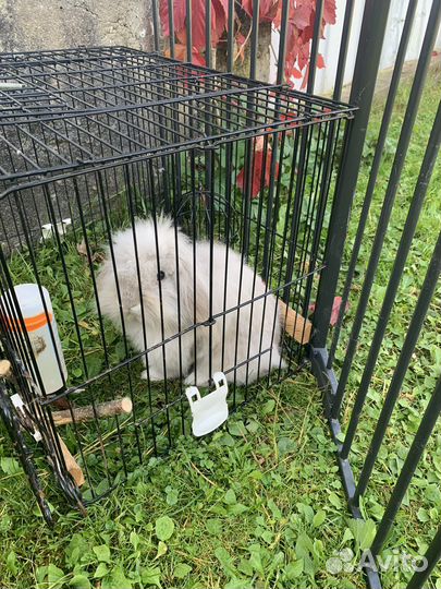 Карликовый вислоухий кролик