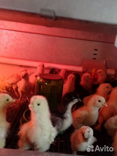 Цыплята колумбийской брамы