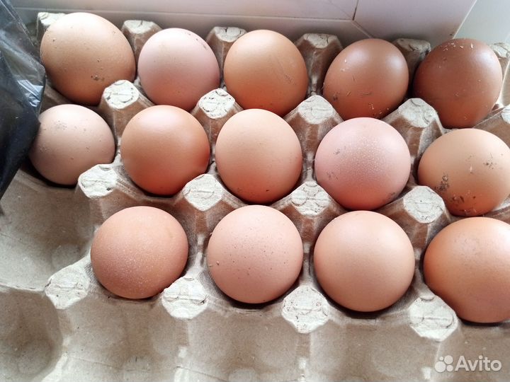 Домашние куриные яйца на инкубацию