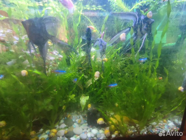 Аквариумное растение