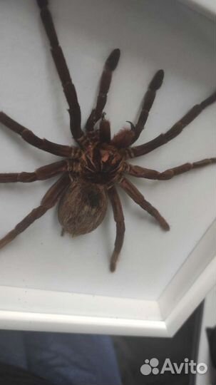 Чучела пауков-птицеедов