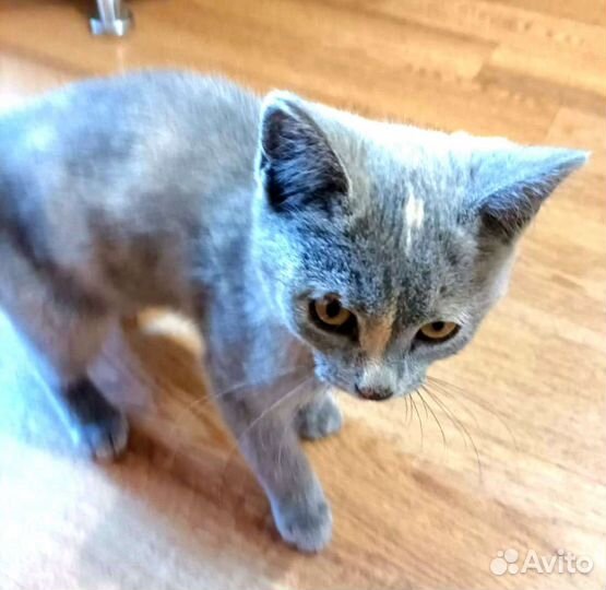 Найдена девчушка