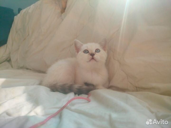 Британские котята