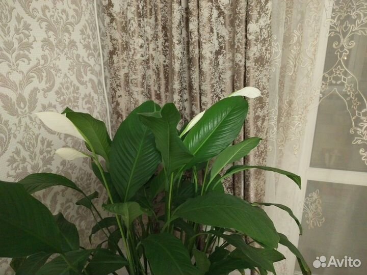 Спатифиллум большой и бамбук