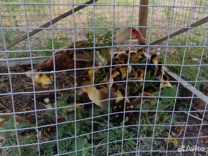 Утята индоутки