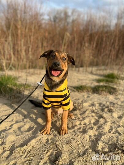 Щенок ищет маму и папу