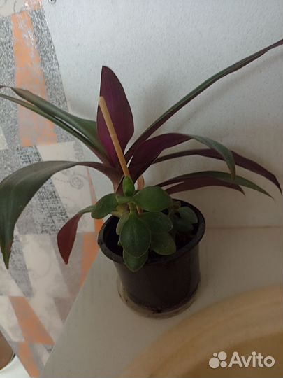 Два цветка за сто с горшком