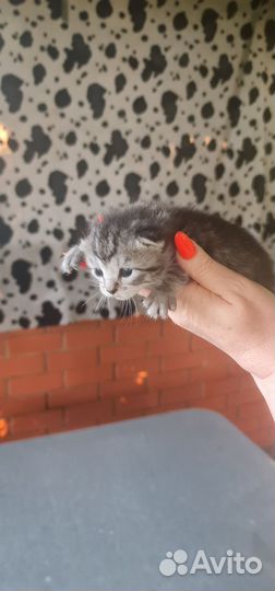 Британские вислоухие котята