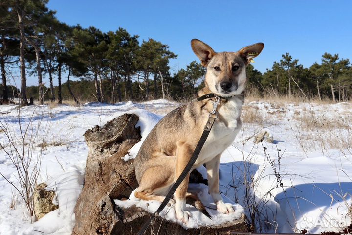 Астрид в добрые руки
