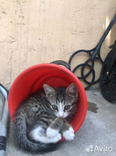 Котята 3 месяца