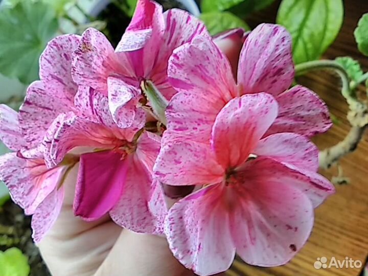 Сортовые пеларгонии