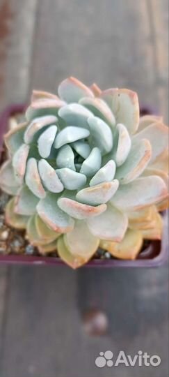 Кактусы и суккуленты