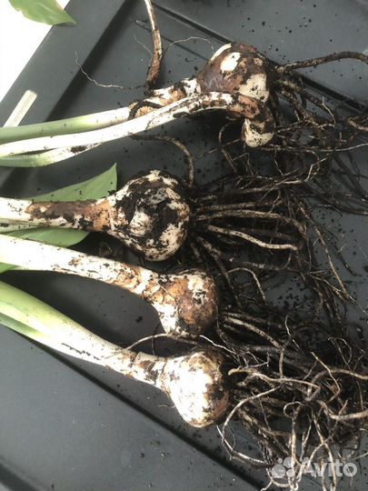 Эухарис амазонская лилия