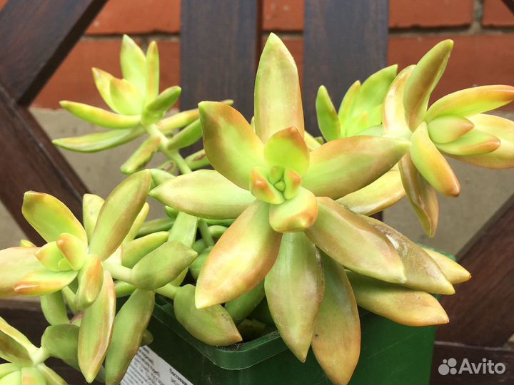 Суккуленты