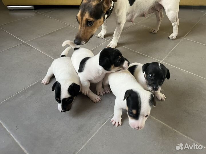 Щенки джек рассел терьер