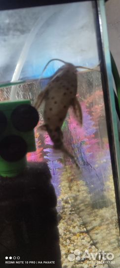 Сом перевёртыш