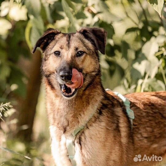 Мия ищет дом