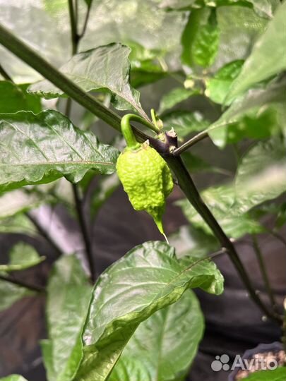 Перец каролина рипер