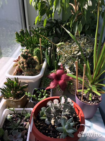 Стапелия и Драцена