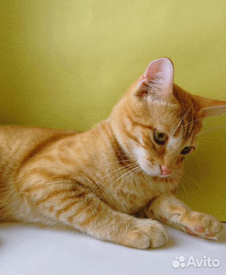 Рыжий котенок мальчик ищет дом