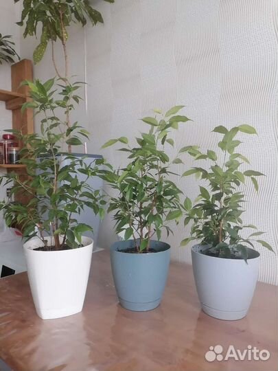 Фикус бенджамина