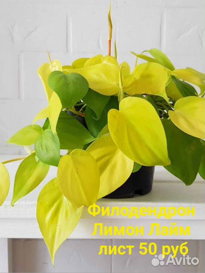 Разные комнатные растения