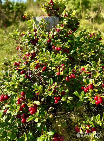 Брусника оптом