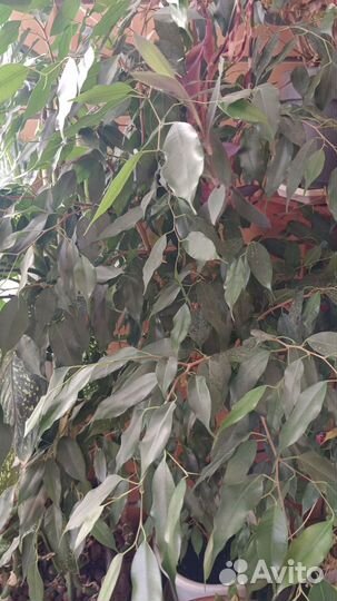 Фикус Бенджамина большой