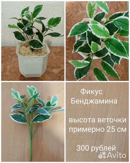 Комнатные цветы фикус плющ филодендрон калатея