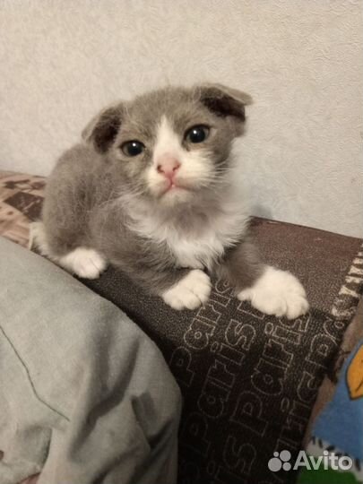 Вислоухий котёнок