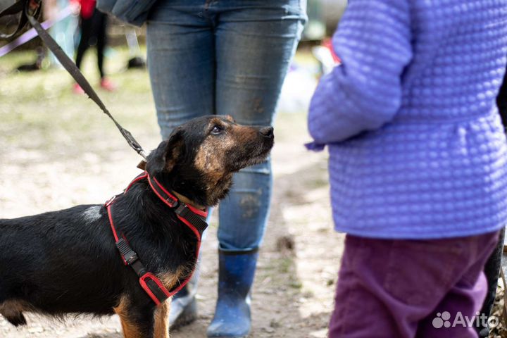 Собака в добрые руки маленькая порода
