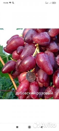 Саженцы винограда